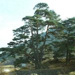 <b>천연</b>기념물 292호 - 문경 농암면 반송