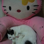 사람보다 진한 감동으로 다가온 고양이 남매의 <b>포옹</b>!!