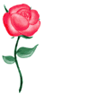 <b>장미꽃</b>