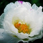 ‘유리꽃잎’ <b>채송화</b>