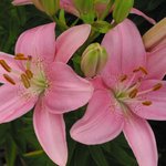 왕꽃 <b>선녀</b>
