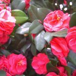 잊혀진 <b>동백</b>80