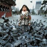 비둘기들의 <b>일제</b>공격