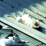 일광욕 즐기는 <b>낭만</b>고양이
