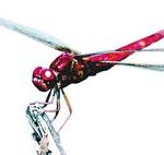 <b>도청</b> 로봇