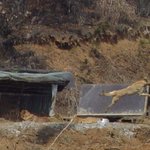 순간포착으로 잡은 한국 <b>푸마</b>