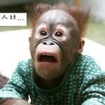 원숭이 표정 <b>주목</b>