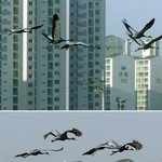 <b>apt</b>촌의 두루미떼