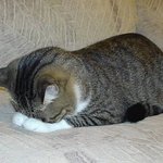 <b>숫기</b>없는 고양이 ㅋㅋ