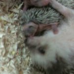 고슴이 엄마인 <b>루비</b>는 아가를 사랑합니다