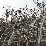 <b>호수</b>공원 장미원