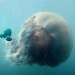 허걱~! <b>미역</b>인줄 알았네...