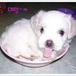 ★★우리 <b>하양</b>이래요~~★★