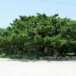 천연기념물 356호 - <b>장흥</b> 관산읍 효자송