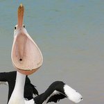 내<b>입이</b> 어떠냐?