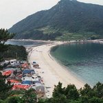 <b>천연</b>기념물 63호 - 비진도 팔손이나무 자생지
