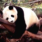 <b>팬더</b>곰