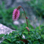 산<b>오이</b>풀