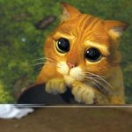실존하는 <b>슈렉</b> 고양이