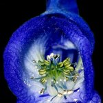 화려한 꽃잎 - <b>blue</b> (1)