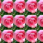 잊혀진 <b>동백</b>81