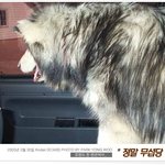 ╋.'... 이거 곰이지??