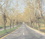 <b>청주</b> 가루수 길