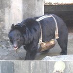쓸개즙 빼앗긴 곰