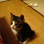 찍고나서 <b>슈렉</b>고양이~하며 혼자 므흣~