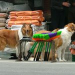 <b>레시</b>와....바텔...^^