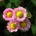 길거리의 꽃과 <b>조화</b>-{쿨픽스5700}