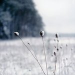 겨울의 <b>언덕</b>, 그 위에서.... (2)