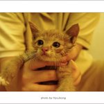 :: a little <b>cat</b> ::