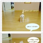 <b>먹보</b>강아지 예삐