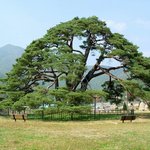 천연기념물 293호 - <b>상주</b> 화서면 반송