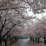 <b>순천</b> 금당고등학교 벗꽃