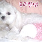 <b>a급</b> 말티즈 발정났어요~~내사랑 두리
