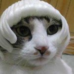 <b>판사</b> 고양이.. ^^