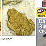 3m악어 죽인 '독두꺼비' ...