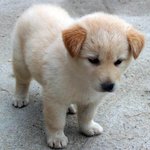 <b>땅딸막</b>한게 넘 귀여워여