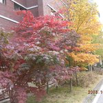 가을단풍-02
