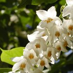 쪽<b>동백</b>나무