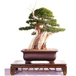 분재 - <b>주목</b> (8)