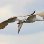 우리는 창공을 꿈꾼다 (17)