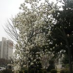 <b>목련</b>