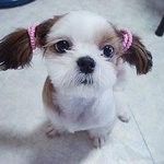 머리묶은 <b>울집</b> 비기^^*
