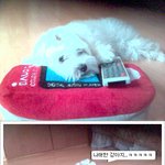 <b>폐인</b>강아지의 하루
