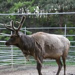 elk