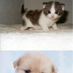 짱 <b>기여</b>운 얼짱 고양이 &amp; 강아지