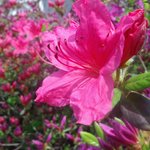 영산홍(暎山紅)